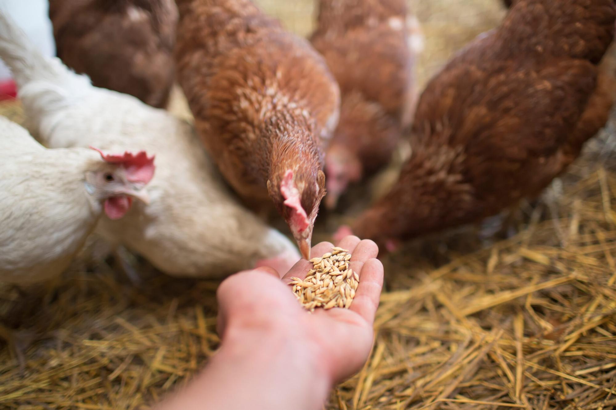 Vitamins as Alternatives to Antibiotics in Livestock: Benefits and Risks