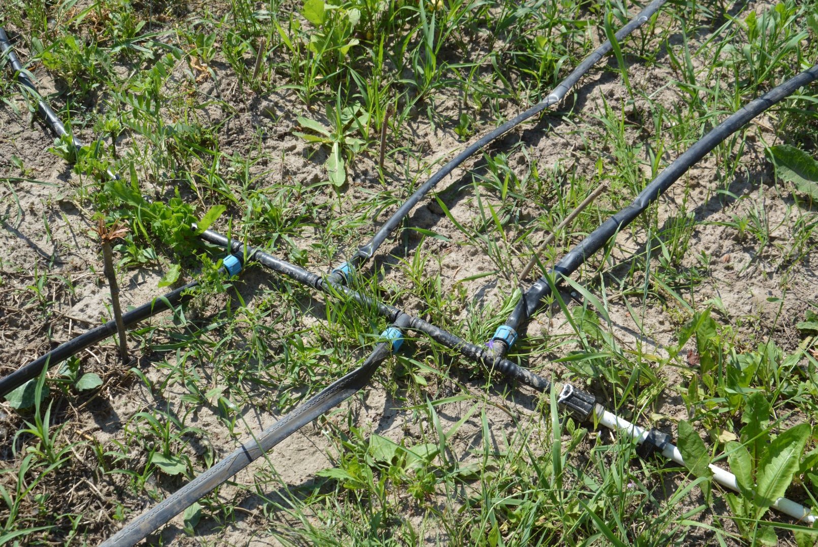 مكونات وأنواع أنظمة الري بالتنقيط | Wikifarmer