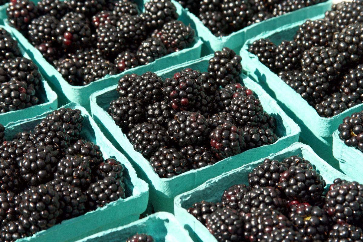 Blackberry Yield, Harvest, and Storage