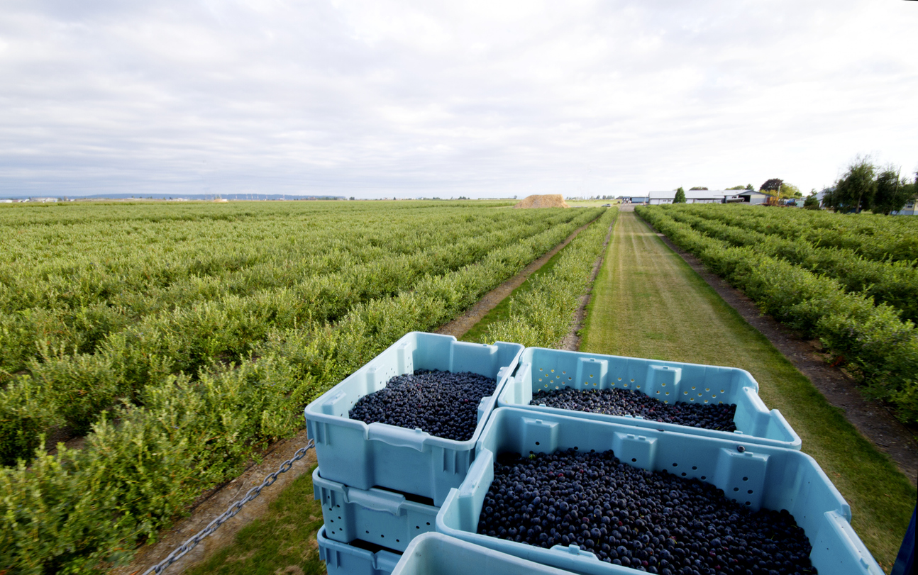 Blueberries Harvest Yield and Storage Blueberries Harvest, Yield, and Storage