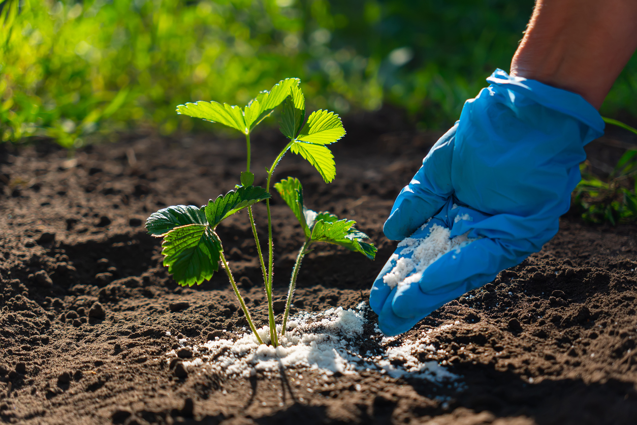 How to Fertilize Strawberry Plants