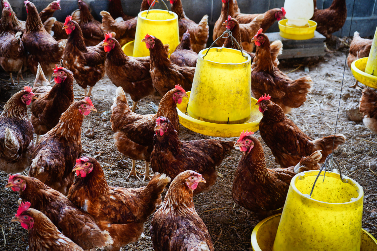 Lameness in Poultry: Causes, Impact, and Management Strategies Lameness in Poultry: Causes, Impact, and Management Strategies