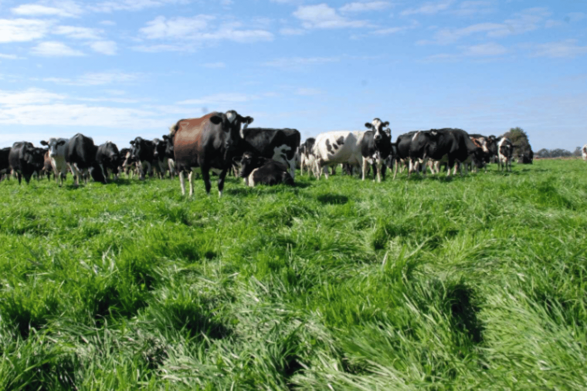 Novel Approaches to Feed Additive Delivery for Enteric Methane Reduction in Cattle
