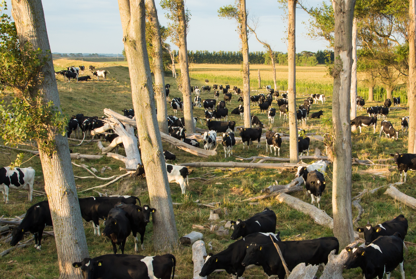 O que é Silvopastura e como os agricultores podem aplicar e se beneficiar dela O que é Silvopastura e como os agricultores podem aplicar e se beneficiar dela