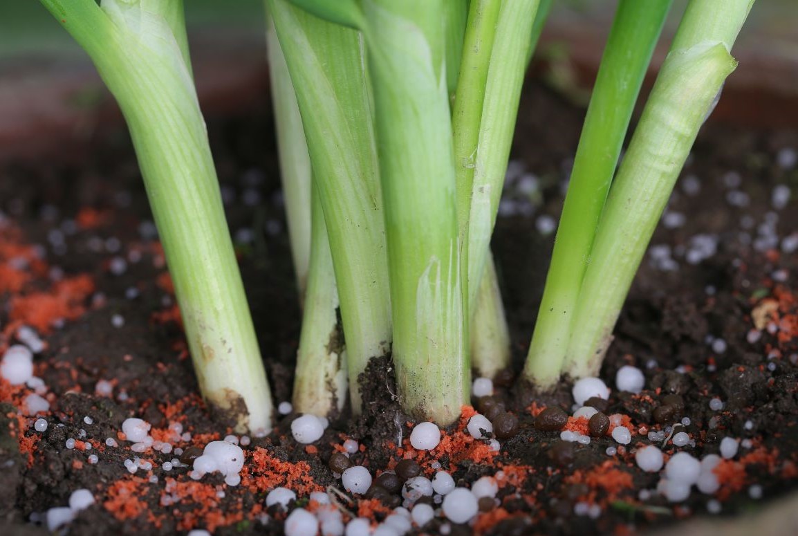 Onion Nutrient Needs and Fertilization Requirements