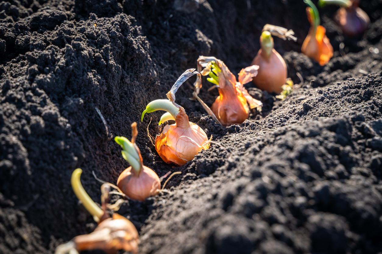 Onion Soil Requirements, Soil Preparation, and Planting