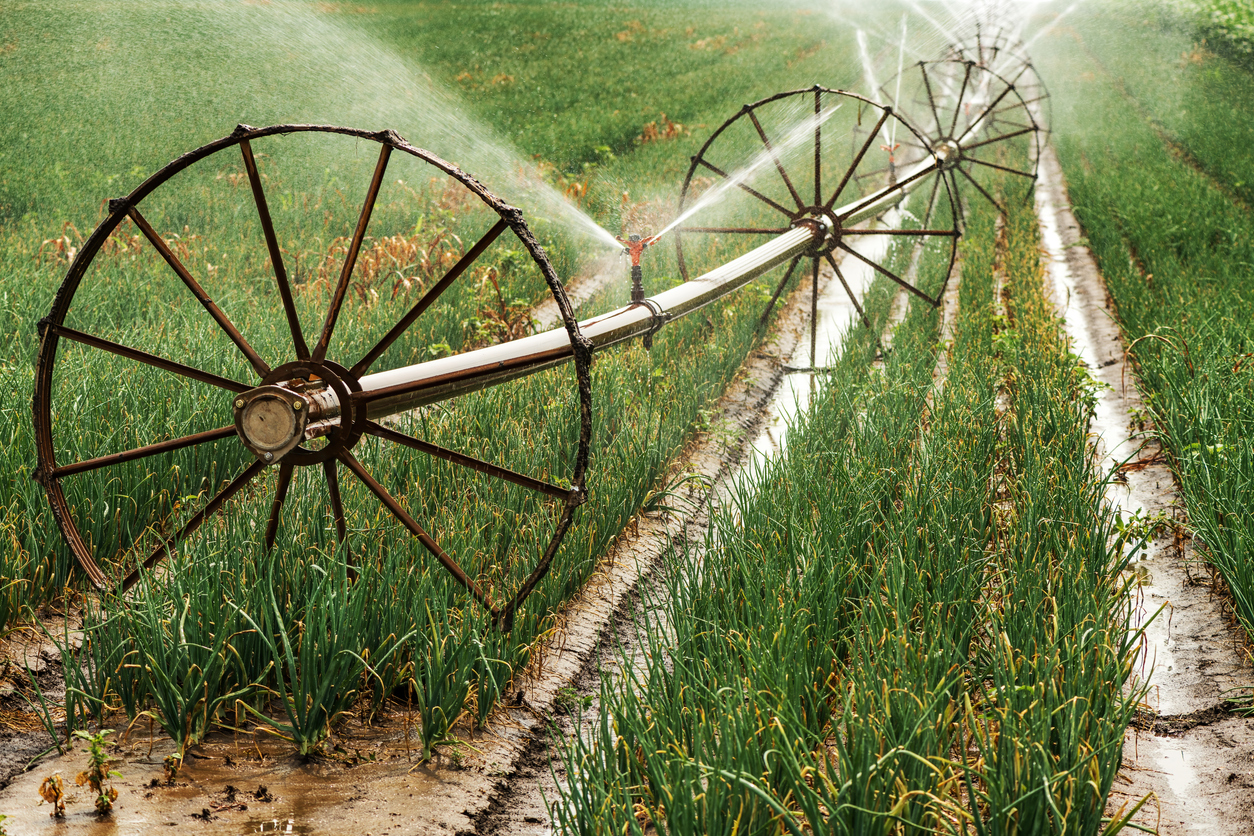 https://cdn.wikifarmer.com/images/detailed/2025/01/Onion%20Water%20Requirements%20and%20Irrigation%20Systems.jpg