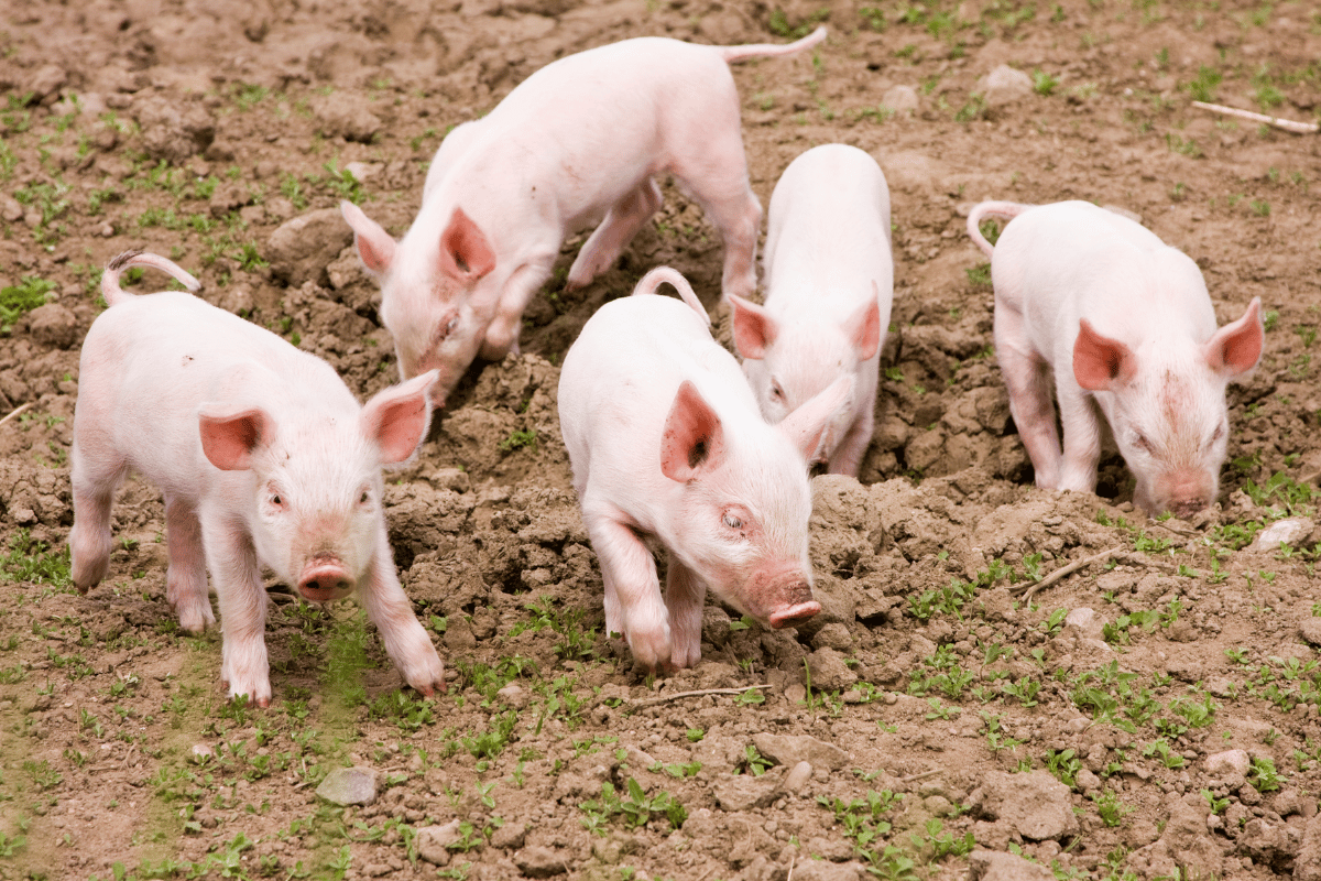 Optimizing Nutrition to Prevent Post-Weaning Diarrhoea in Piglets