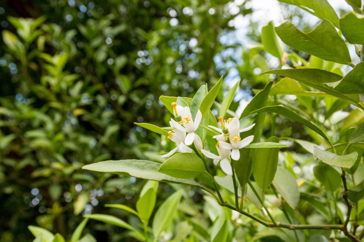 Orange Tree Propagation and Pollination