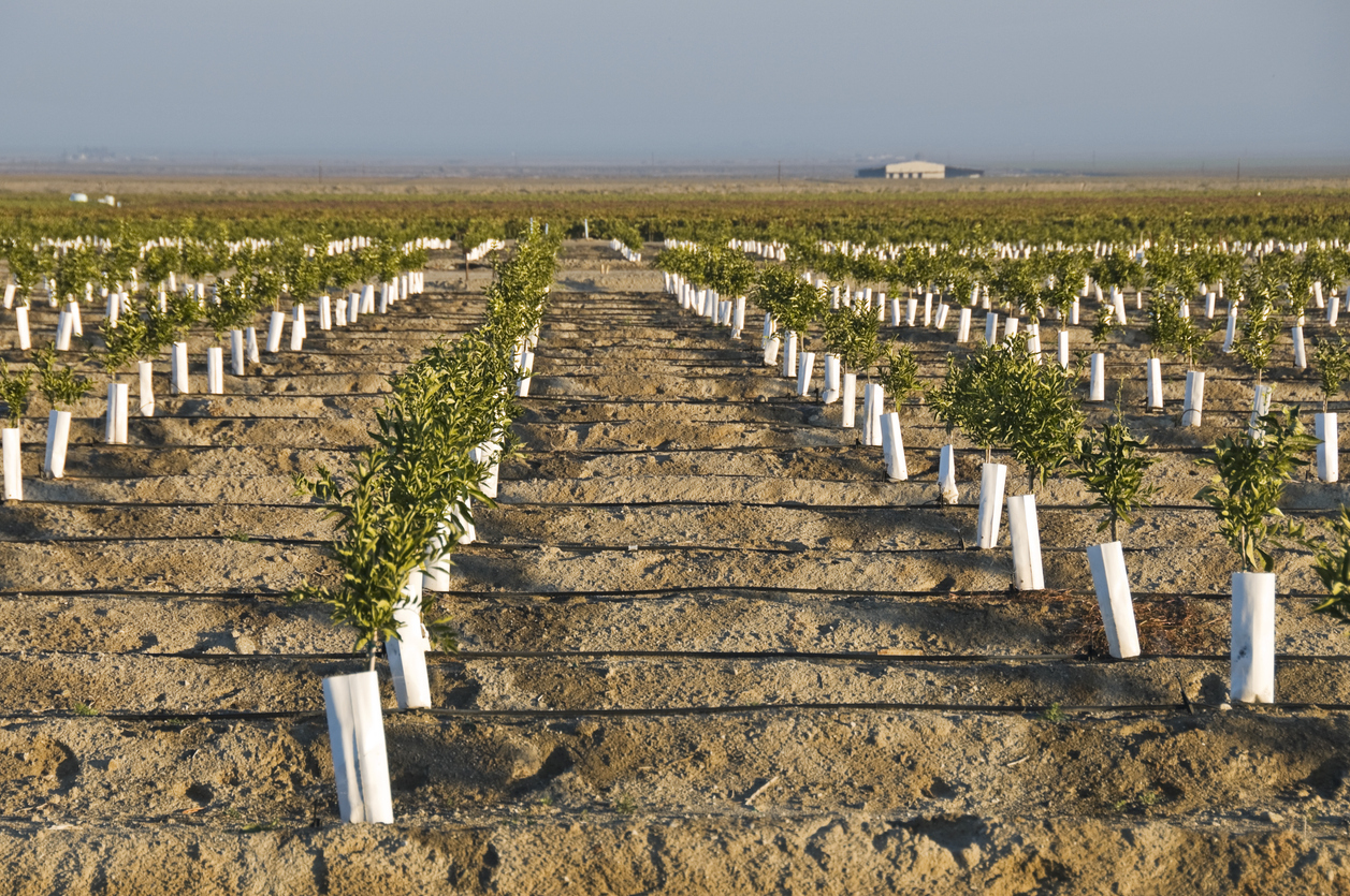 Soil Preparation and Planting of Orange Trees