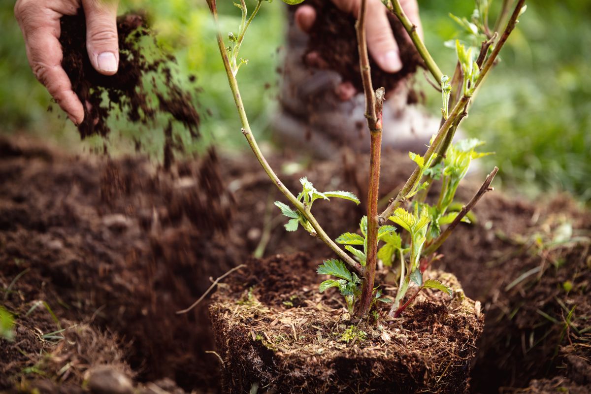 Site Selection, Soil Preparation, and Planting of Blackberries Site Selection, Soil Preparation, and Planting of Blackberries