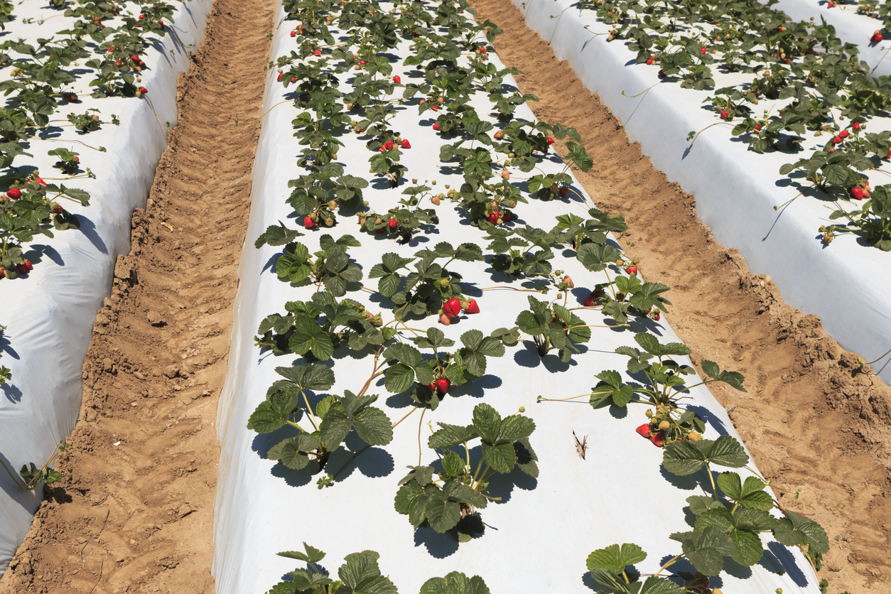 Strawberry Soil Requirements, Cultivation Systems, and Plant Density