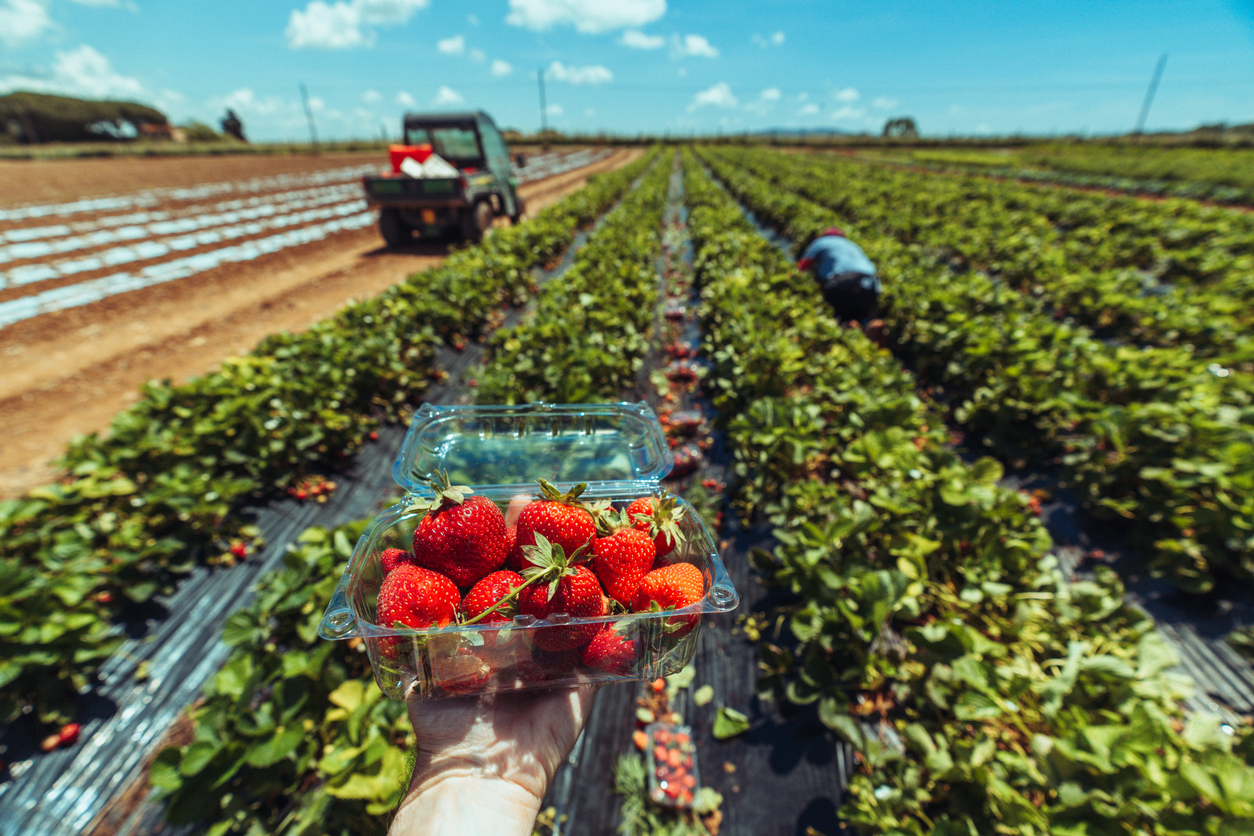 Strawberry Yield, Harvest, and Storage