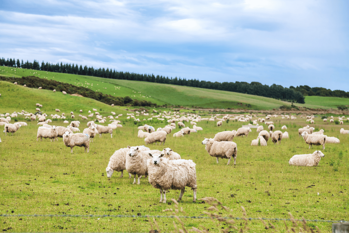The Link Between Animal Welfare and Productivity: A Kenyan Perspective The Link Between Animal Welfare and Productivity: A Kenyan Perspective