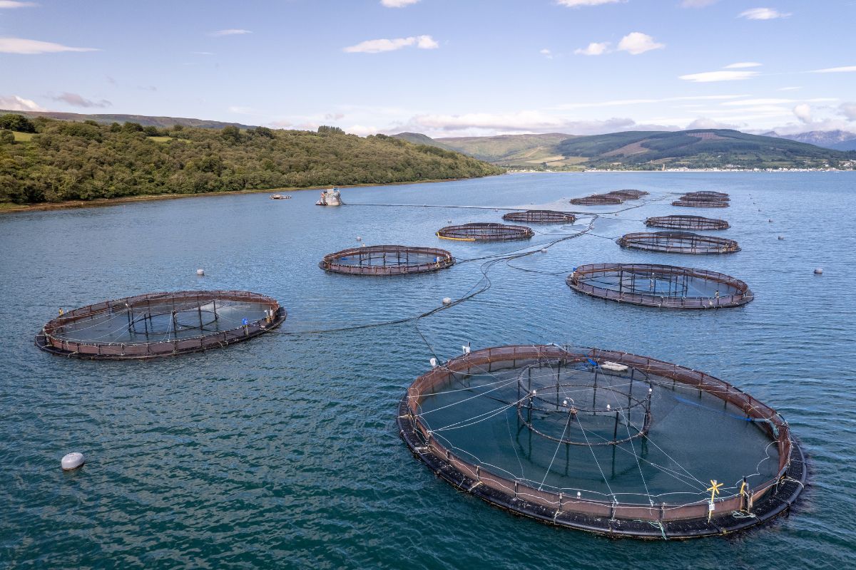 The Most Important Cultivated Marine Species: An In-Depth Overview of Aquaculture