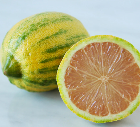 VARIEGATA.png