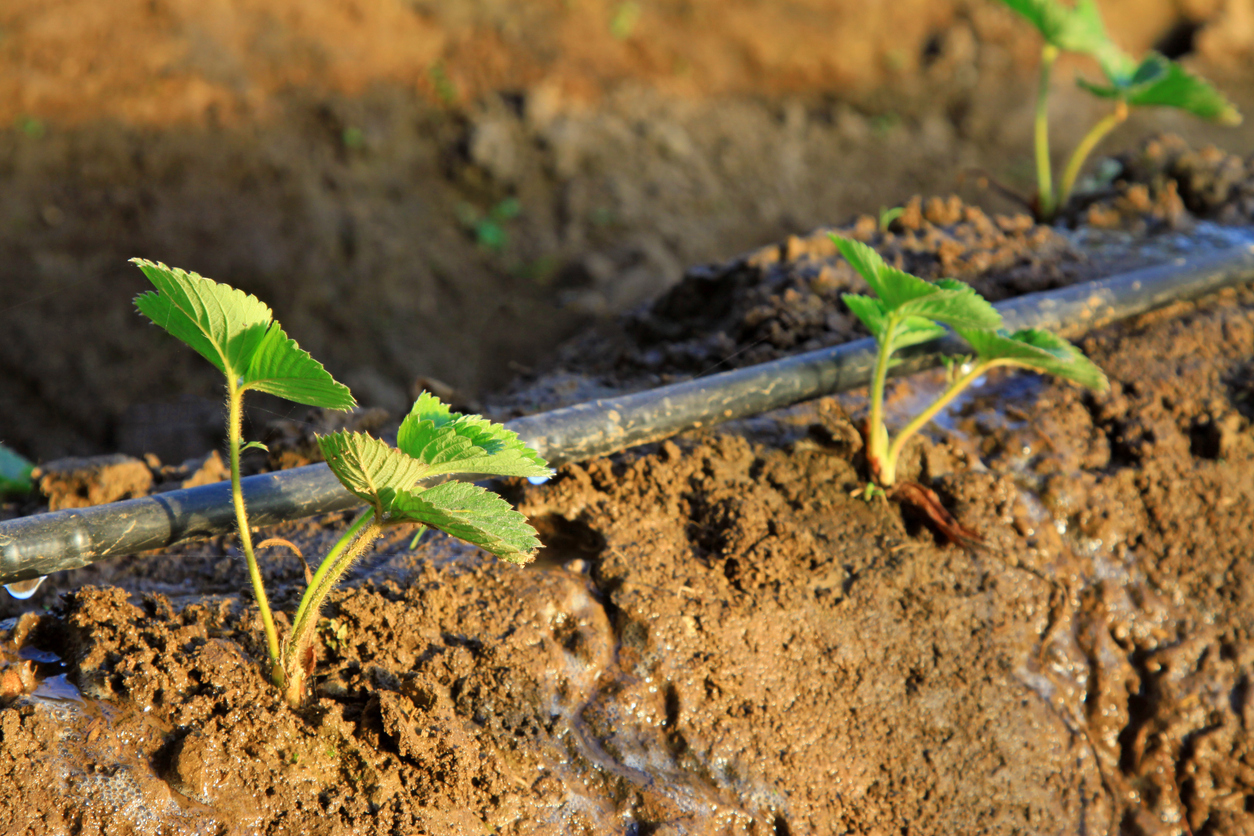 When and How to Irrigate Strawberries
