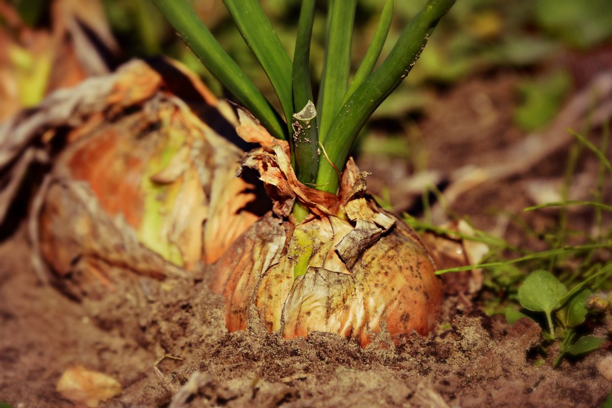 Which Factors Can Affect Bulbing in Onions Which Factors Can Affect Bulbing in Onions?