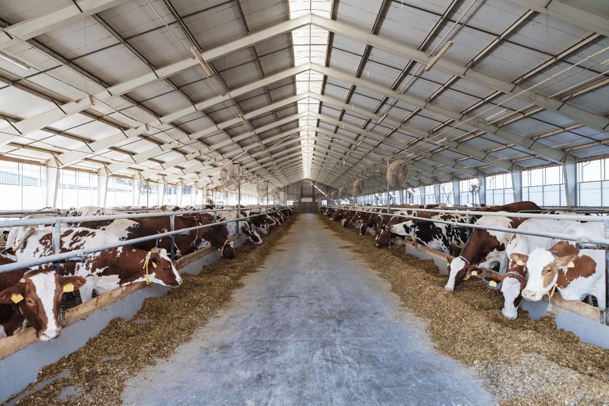 𝘔𝘦𝘨𝘢𝘴𝘱𝘩𝘢𝘦𝘳𝘢 𝘦𝘭𝘴𝘥𝘦𝘯𝘪𝘪: A Probiotic Solution for Rumen Health and Feed Efficiency