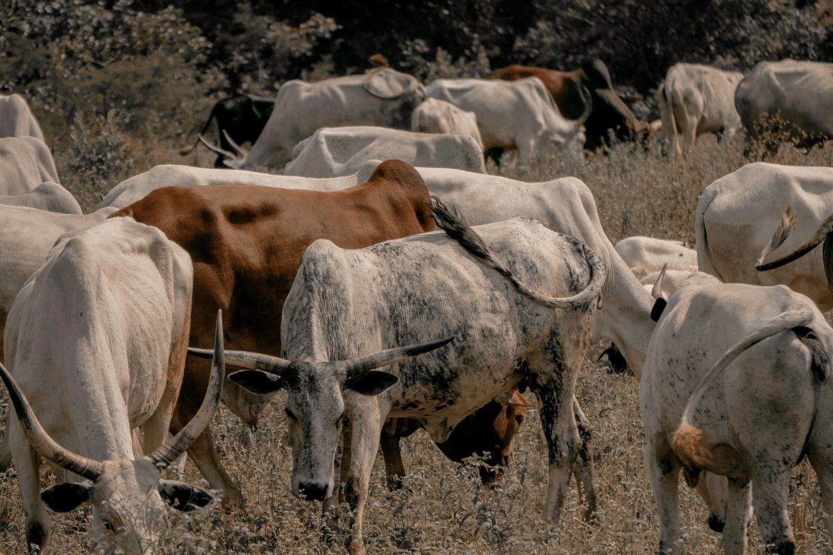 Climate-Smart Solutions for Dairy Farmers: Overcoming Seasonal Feed Shortages