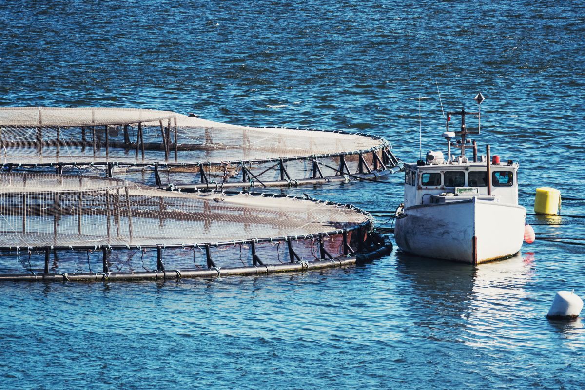 How Climate Change is Reshaping Aquaculture Challenges, Opportunities, and Adaptation Strategies How Climate Change is Reshaping Aquaculture: Challenges, Opportunities, and Adaptation Strategies