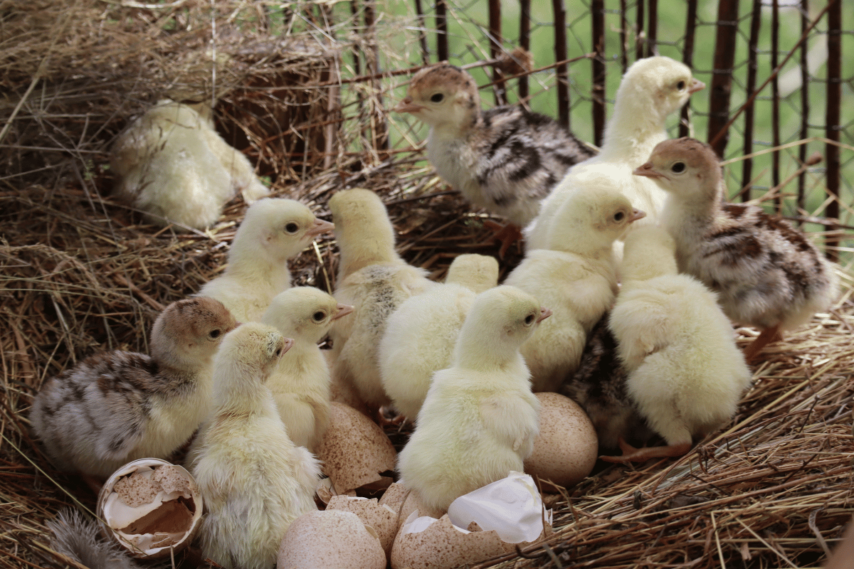 In-Ovo Technology in Poultry: Advancements, Benefits, and Challenges