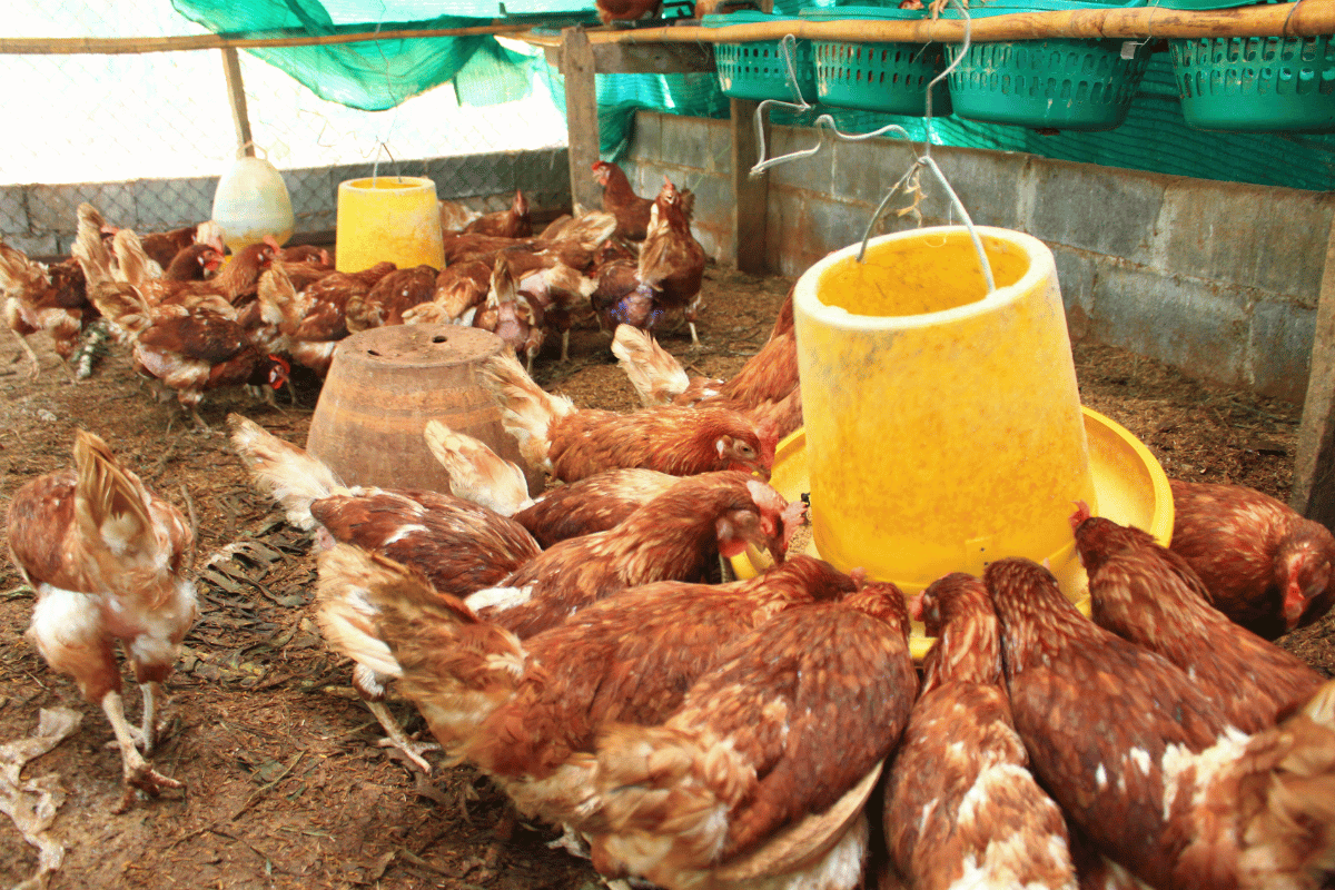 Non-Conventional Feed Sources (NCFS) for Sustainable Poultry Farming