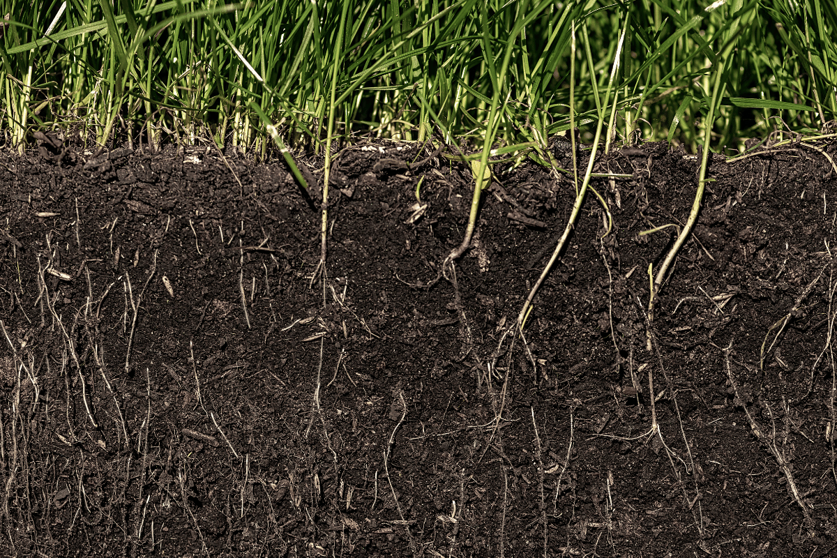 Soil Biodiversity: The Key to Regenerative and Sustainable Farming Soil Biodiversity: The Key to Regenerative and Sustainable Farming