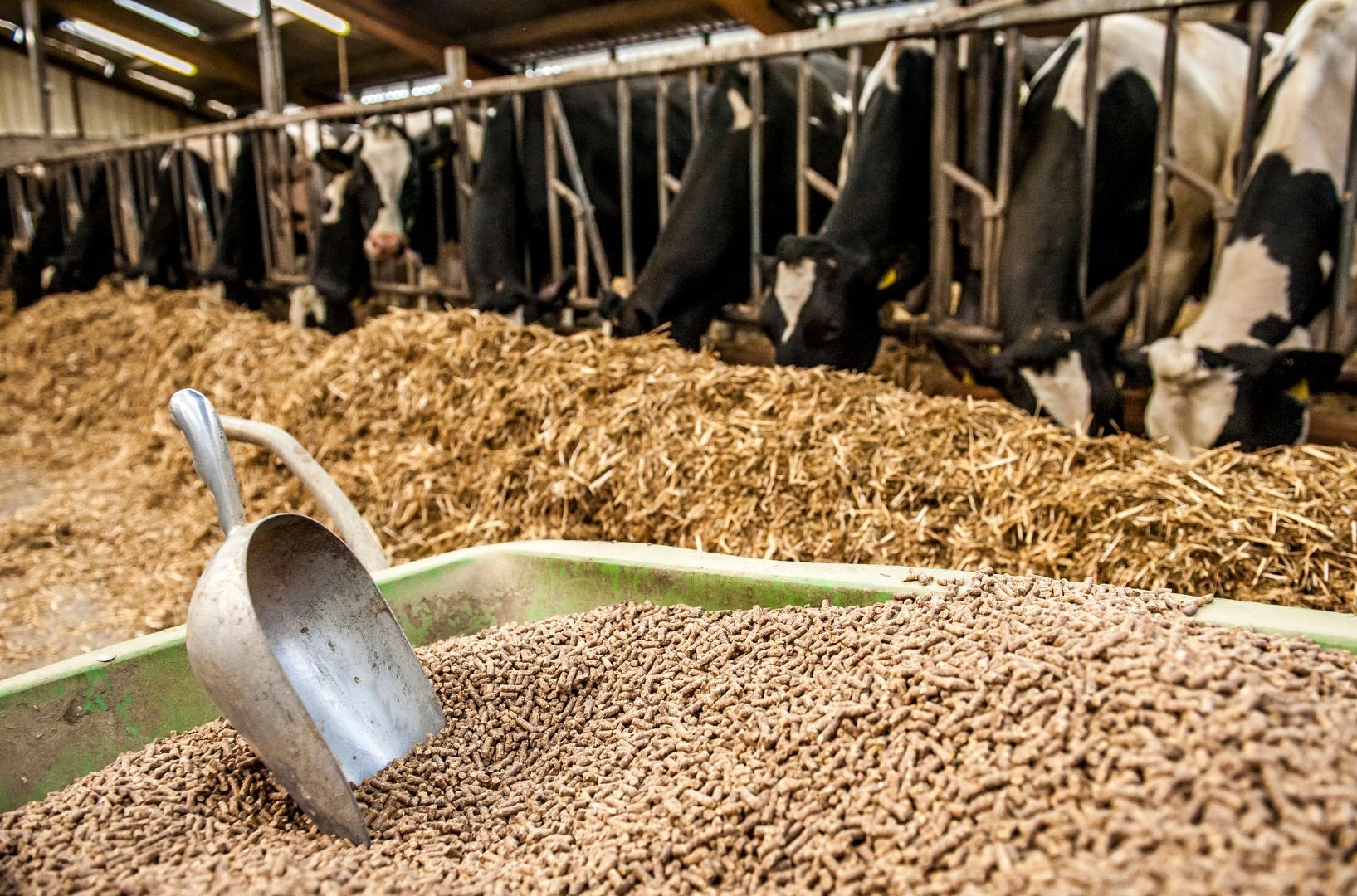 Βασικές συμβουλές για την επιλογή ζωοτροφών για την ενίσχυση της υγείας και της παραγωγικότητας των ζώων Βασικές συμβουλές για την επιλογή ζωοτροφών για την ενίσχυση της υγείας και της παραγωγικότητας των ζώων