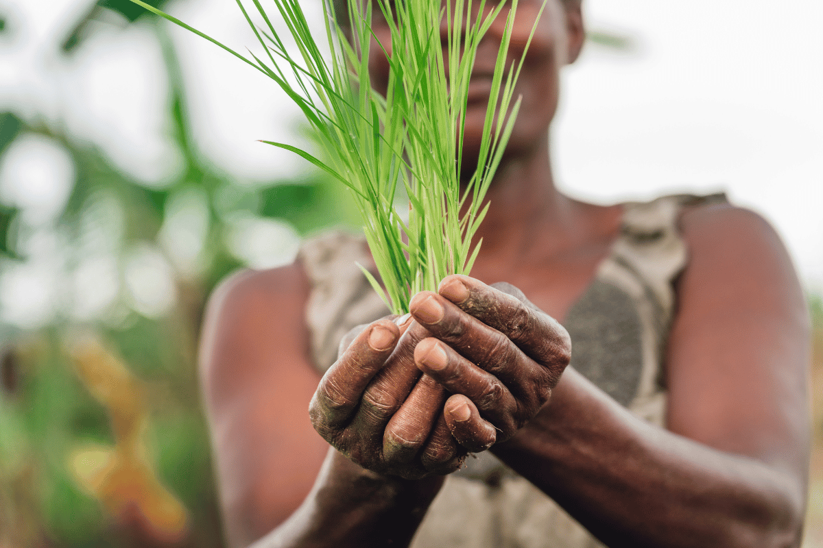 Africa’s Agricultural Transformation: The Road to a $1 Trillion Industry