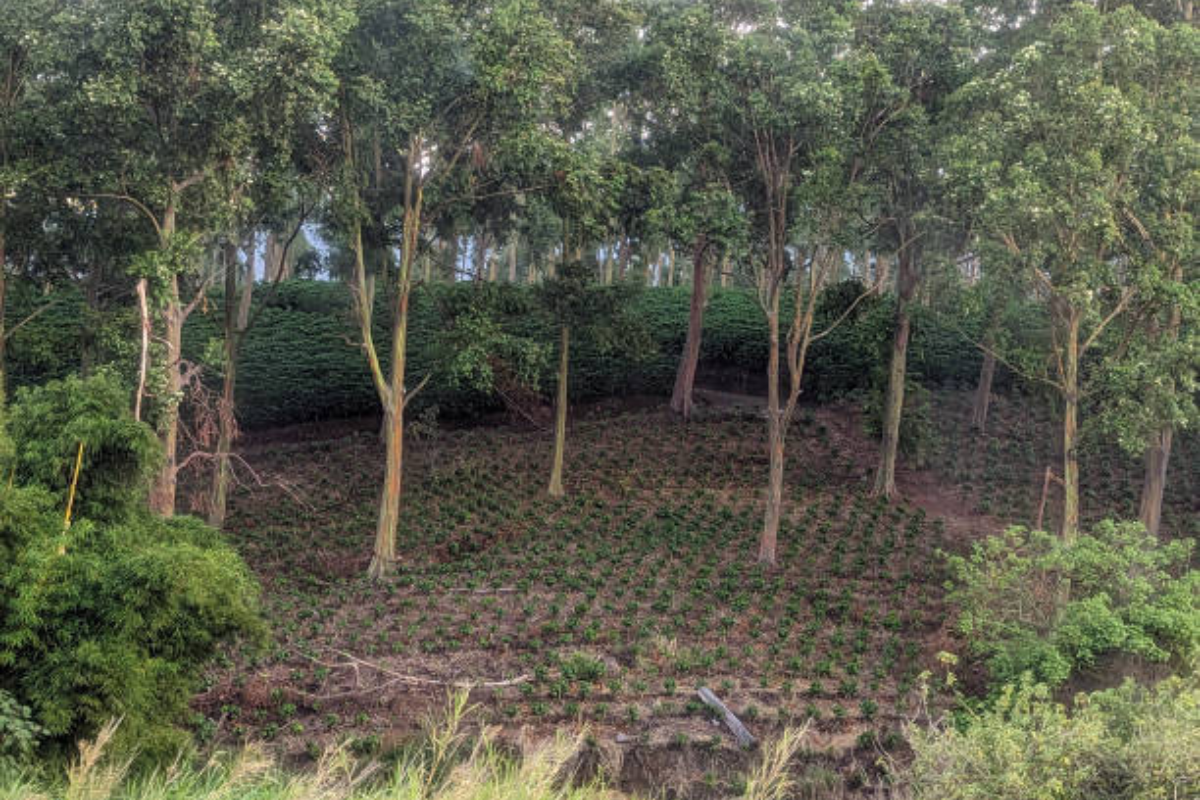 Agroforestry A Natural Ally for Europe’s Future Farms Agroforestry: A Natural Ally for Europe’s Future Farms