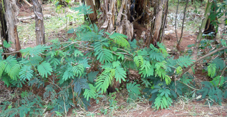 Calliandra-calothyrsus-hedge.png