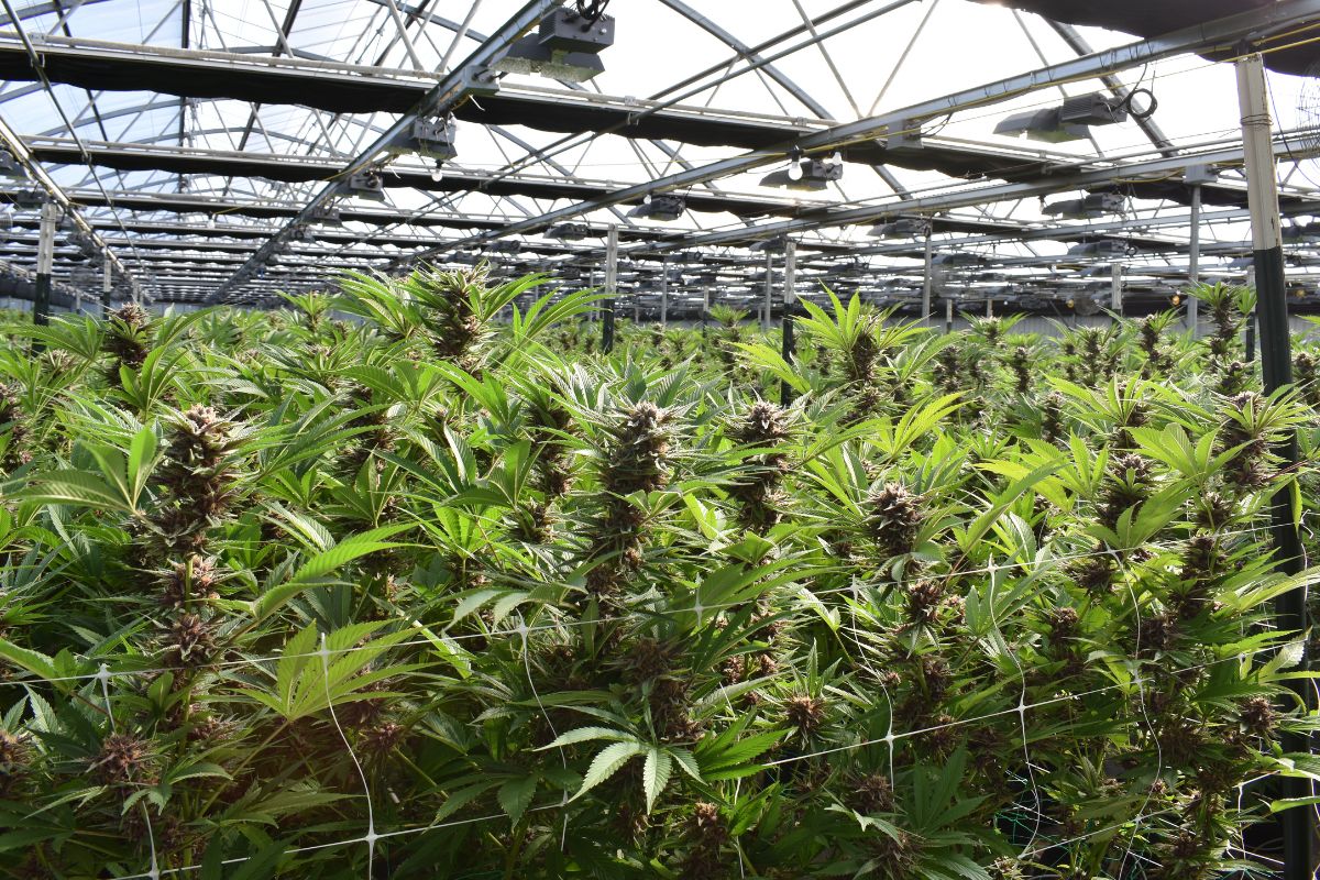 Cannabis Physiology: Growth, Cultivation Techniques, and Evolution Explained