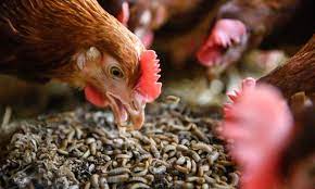 Flying Termites as a Delicacy and a Source of Livelihood in Western Kenya and Uganda Flying Termites as a Delicacy and a Source of Livelihood in Western Kenya and Uganda