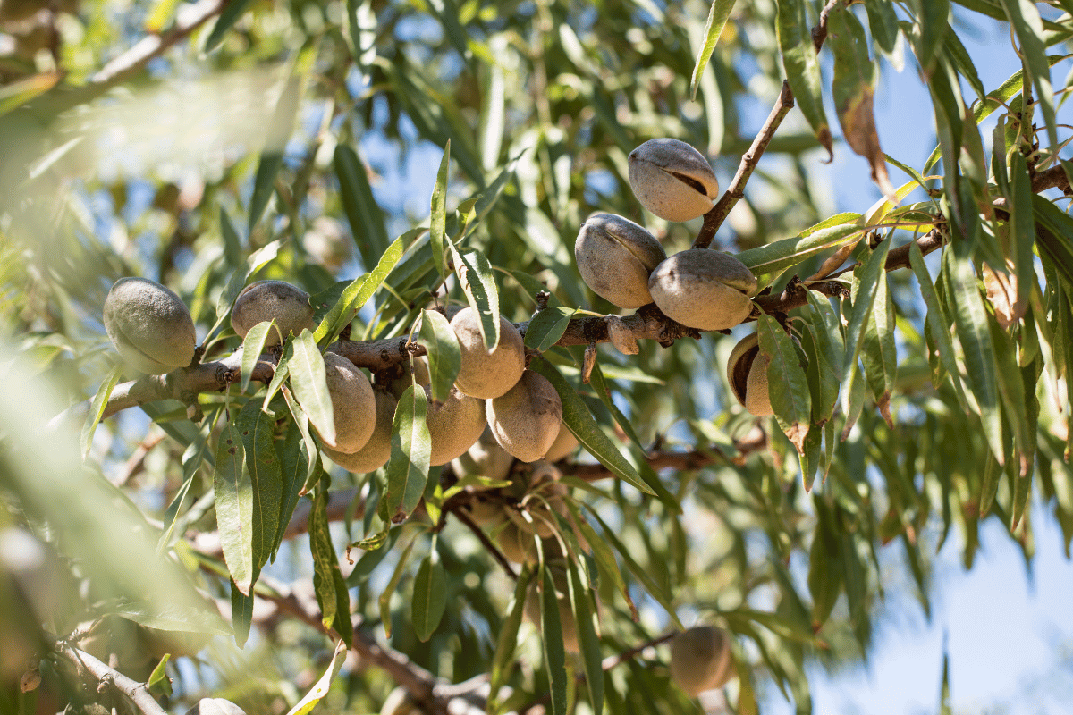 Harnessing the Power of Natural Enemies: Biological Control in Integrated Pest Management of Almond Harnessing the Power of Natural Enemies: Biological Control in Almond Tree IPM