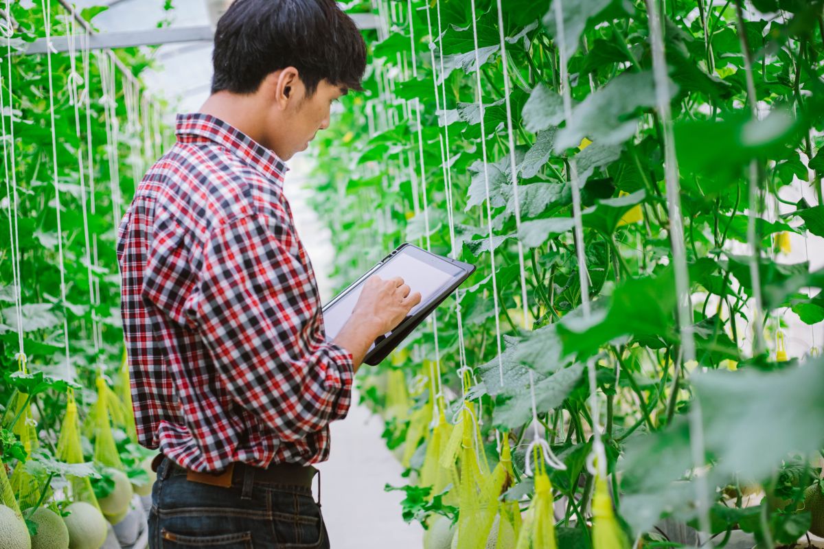 Key Traits Breeders Prioritize for Enhancing Greenhouse Crop Performance