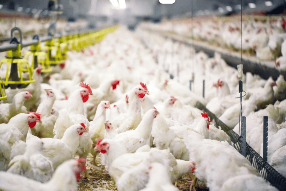 Nutritional Strategies to Control Salmonella & E. Coli in Poultry