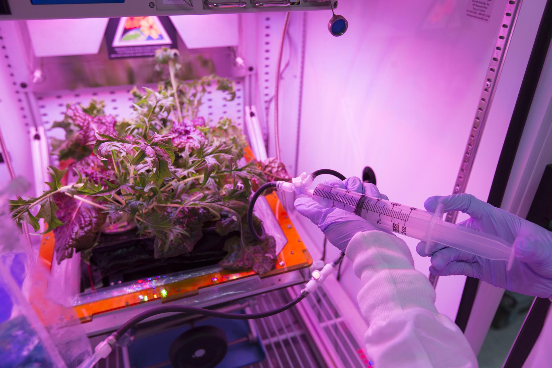 Space hydroponics: What are the hurdles for plant growth in zero gravity  settings? | Wikifarmer