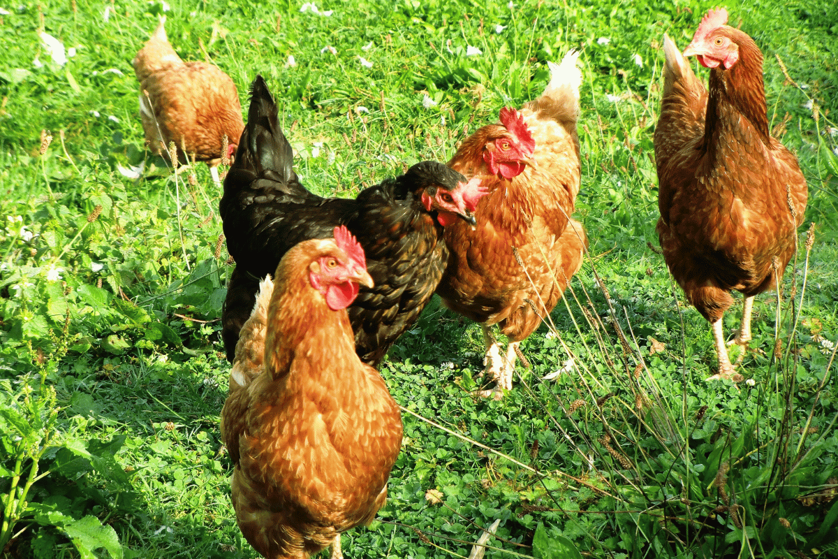 The Profit Paradox: Why Raising More Birds Won’t Always Increase Your Profits The Profit Paradox: Why Raising More Birds Won’t Always Increase Your Profits