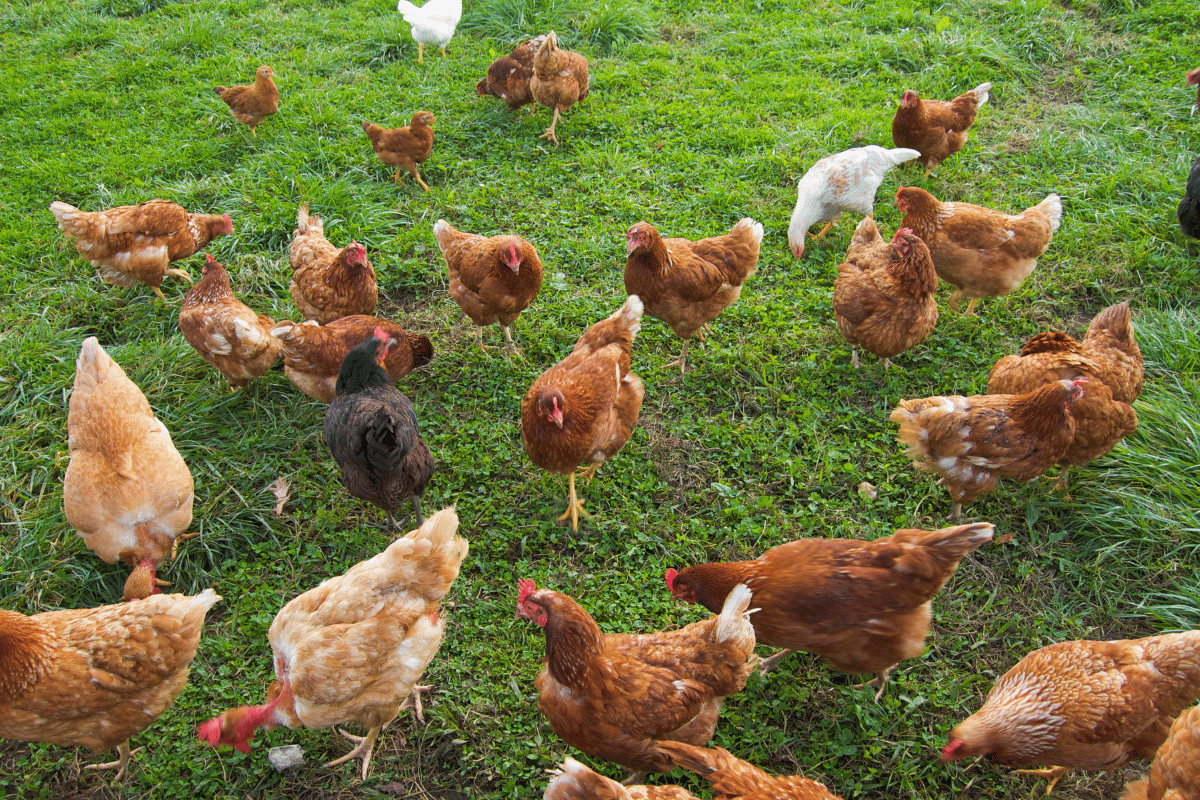 Transforming Poultry Waste into Organic Fertilizer: A Circular Agriculture Solution Transforming Poultry Waste into Organic Fertilizer: A Circular Agriculture Solution