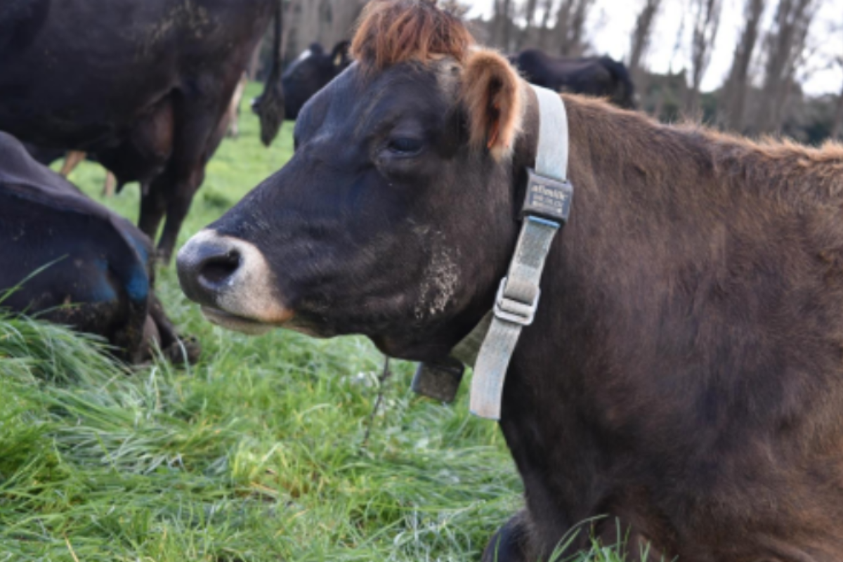 Wearable Sensors in Livestock Farming: A Breakthrough in Methane Emission Reduction