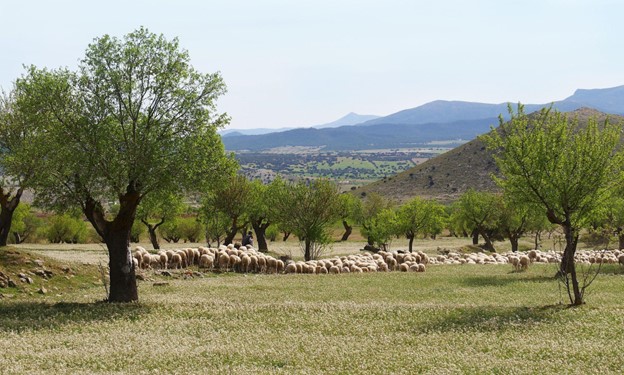 Τι είναι η Αναγεννητική γεωργία και ποιος μπορεί να την εφαρμόσει; - Βασικές αρχές και κοινές πρακτικές Τι είναι η Αναγεννητική γεωργία και ποιος μπορεί να την εφαρμόσει; - Βασικές αρχές και κοινές πρακτικές
