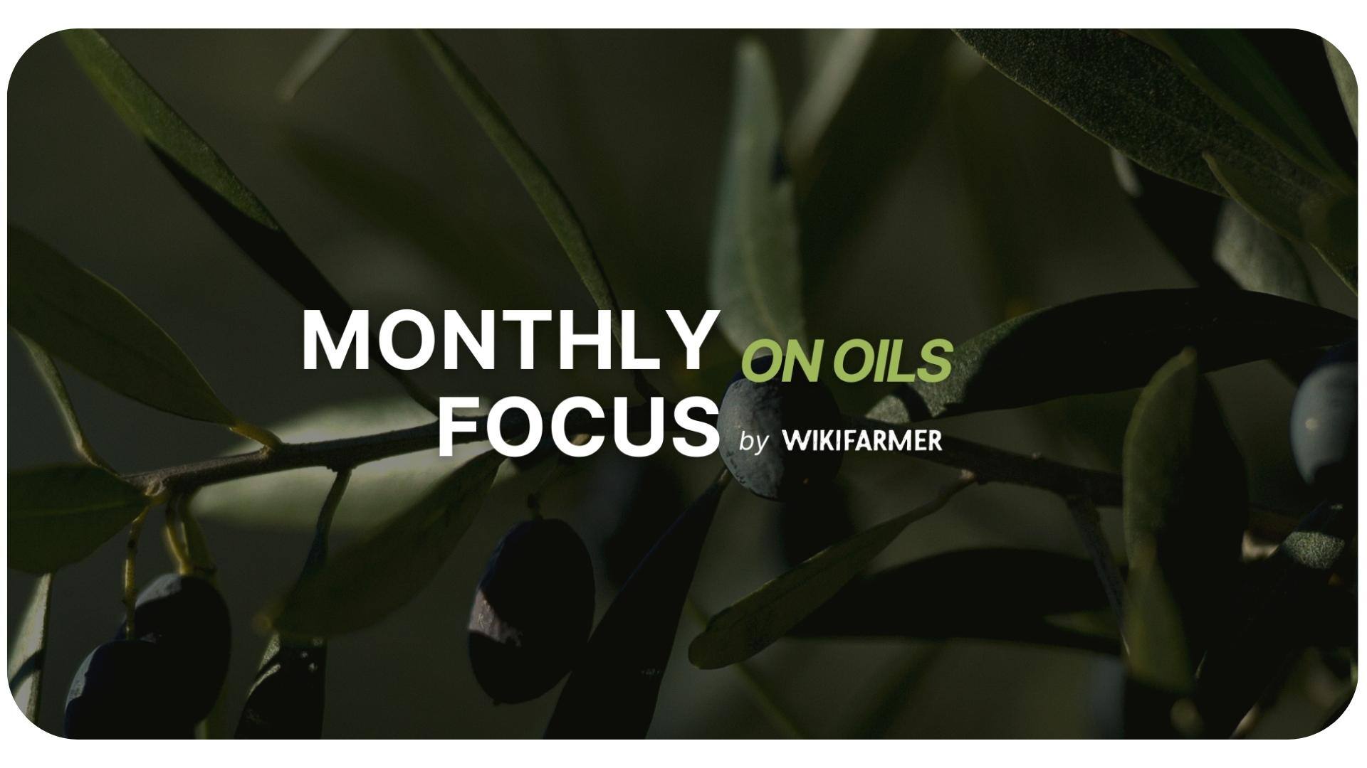 Olive Oil Monthly Report: January 2025