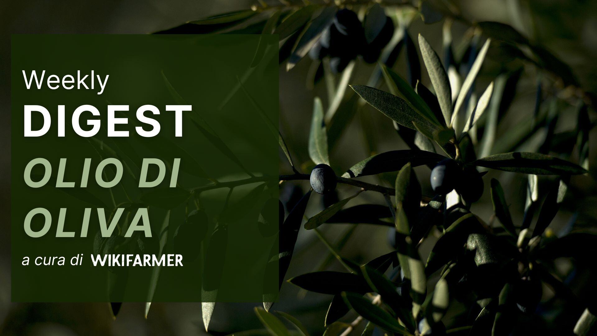 Il Mercato dell' Olio d' Oliva w20/2025