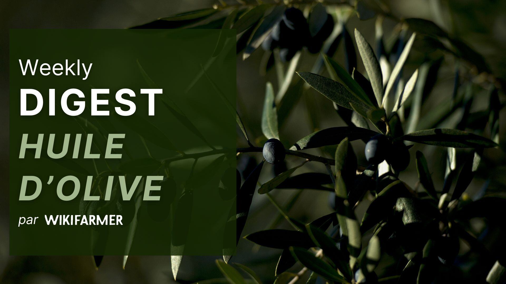 Le marché de l'huile d'olive w4/2025