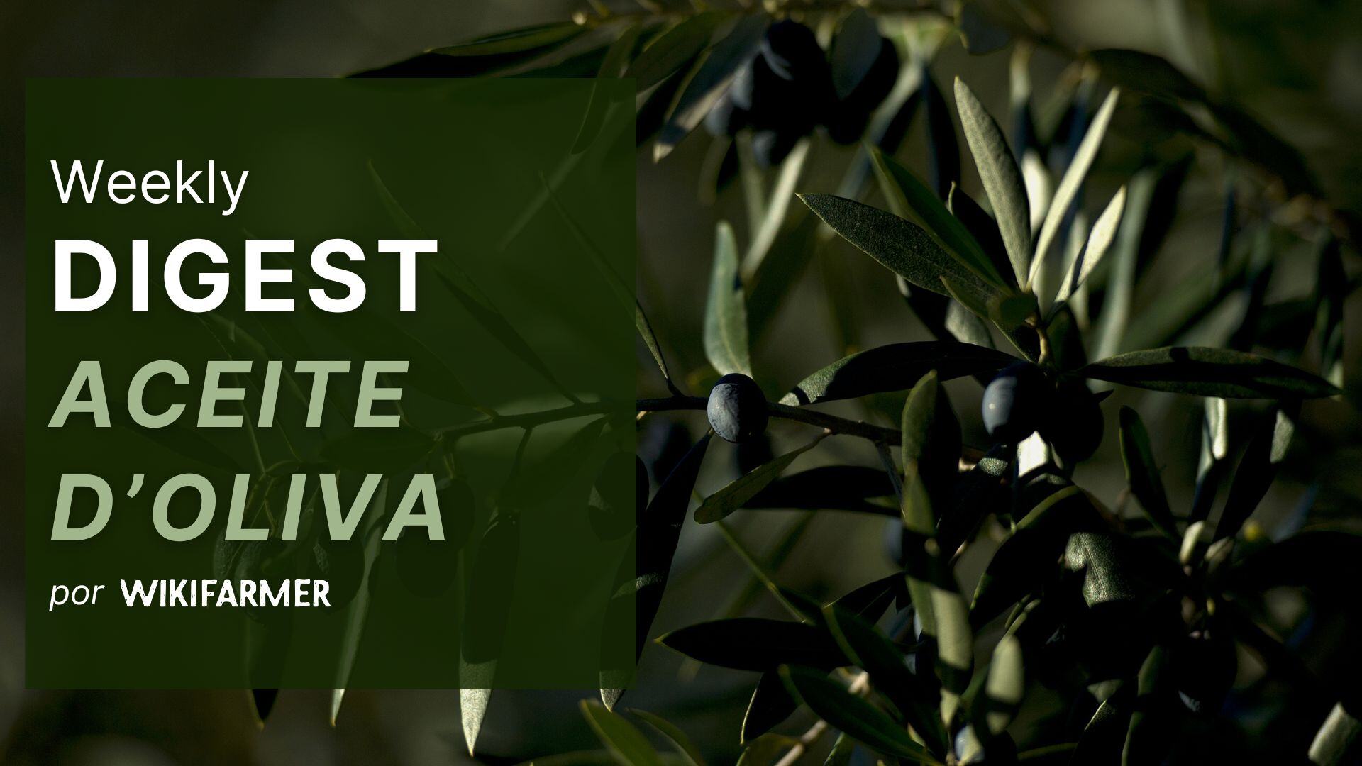 Mercado del Aceite de Oliva w4/2025