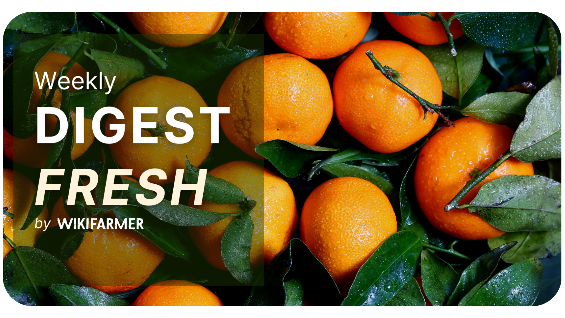 Citrus Market Digest w3/2025