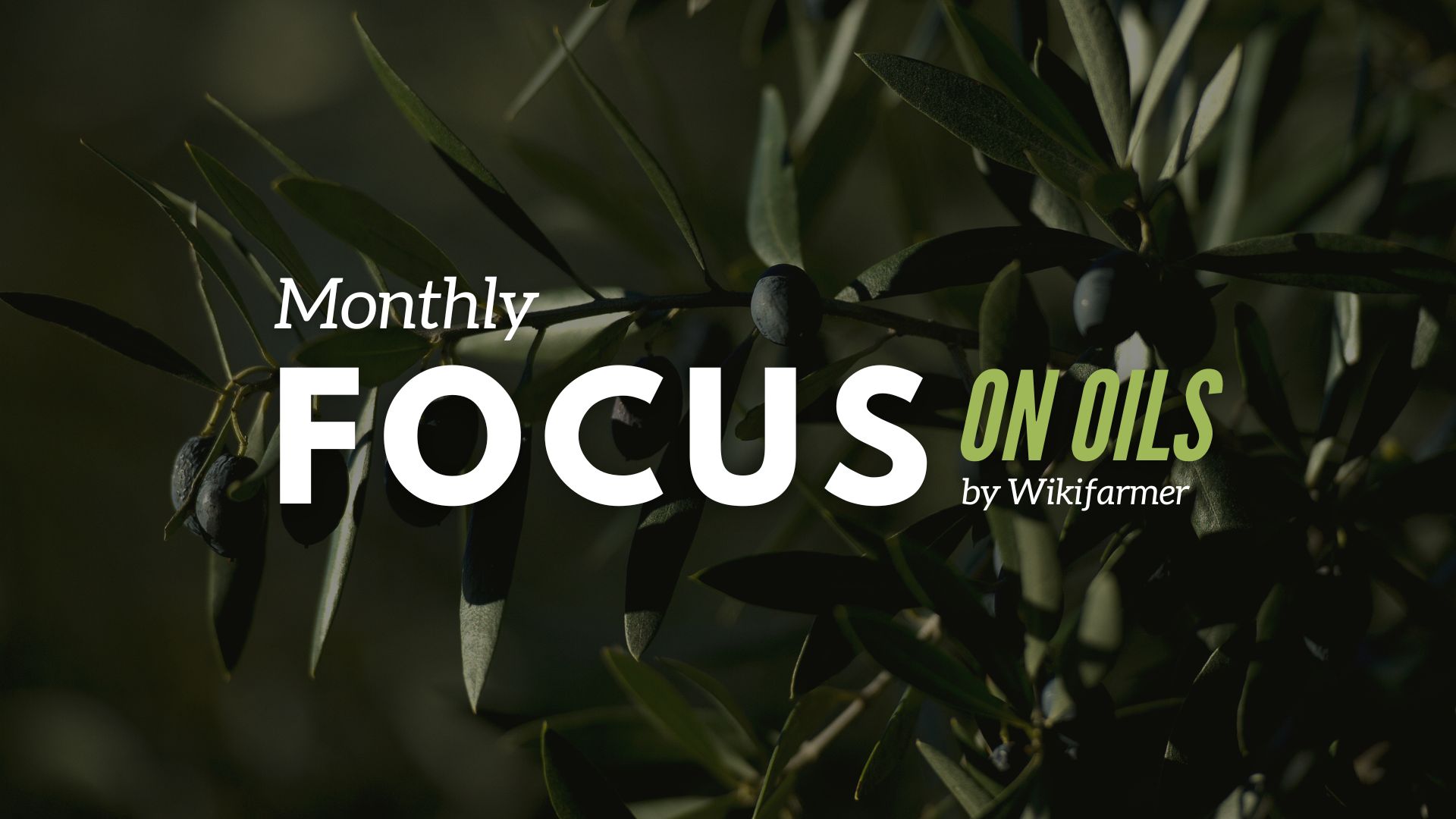 Olive oil Market Report: December 2023 Η Αγορά του Ελαιολάδου: Μάϊος 2024