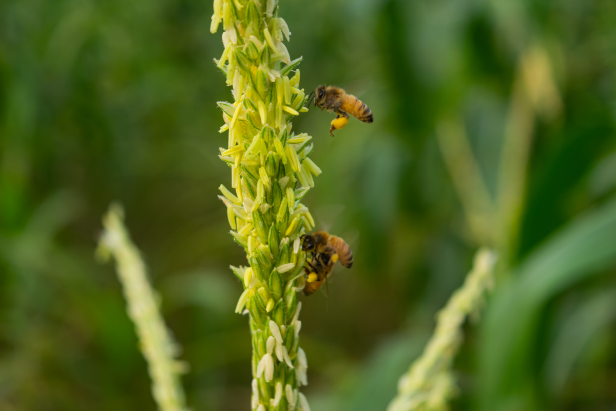 Bees in Sustainable Agriculture: Natural Guards & Pollination Heroes
