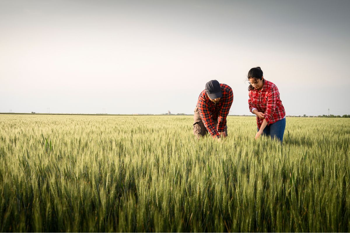 Global Cereal Market 2025: Wheat, Corn, and Rice Under Pressure from  Weather and Trade Turbulence | Wikifarmer